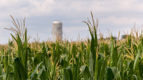 Maize Farm