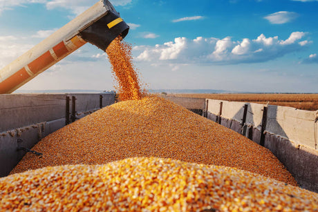 Harvesting maize