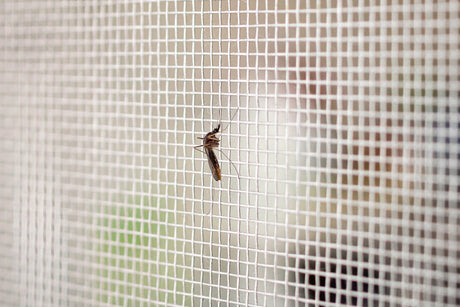 Mosquito on a woven mesh surface