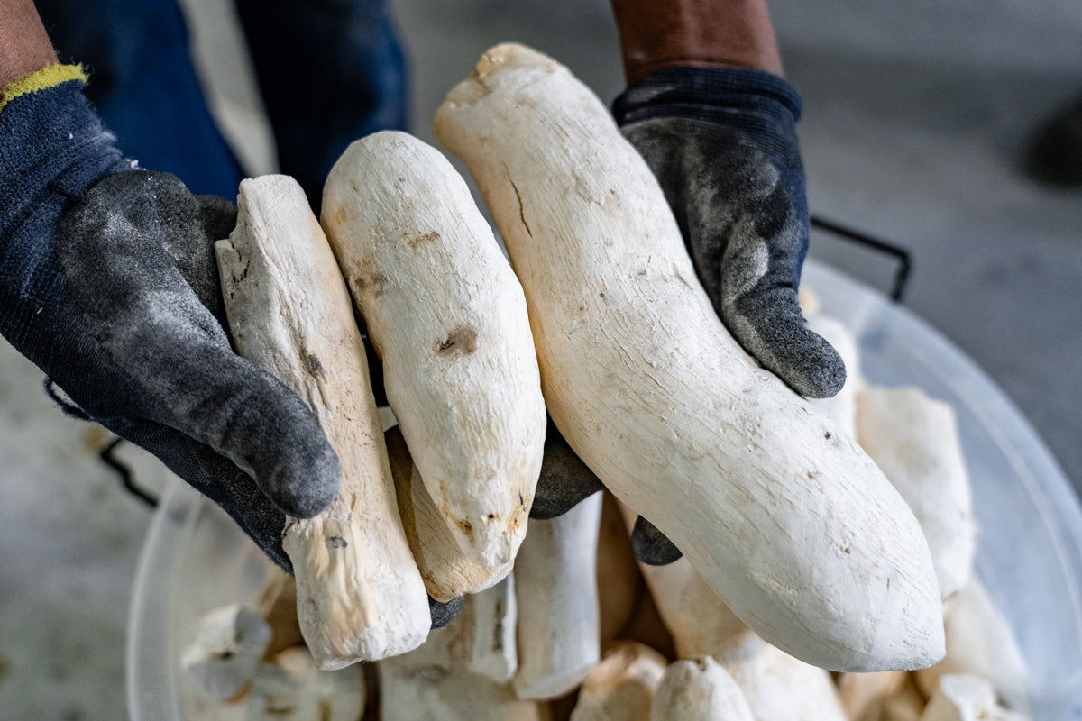 Cassava Hammer mill system | 500 - 750kg/hour