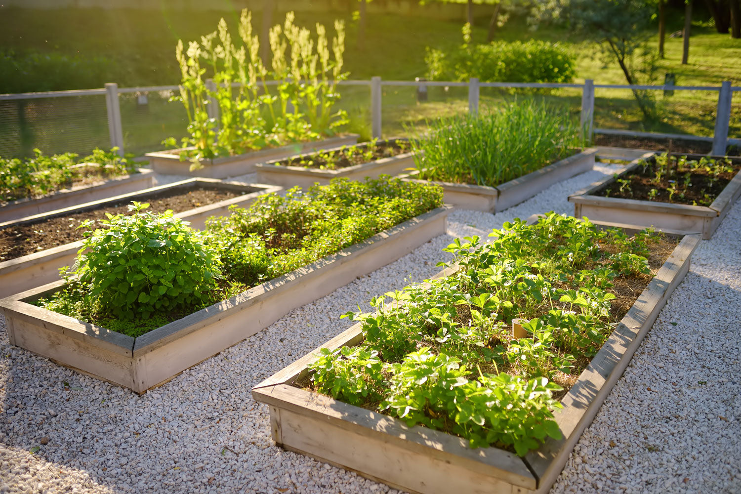 Raised garden beds using stainless steel mesh