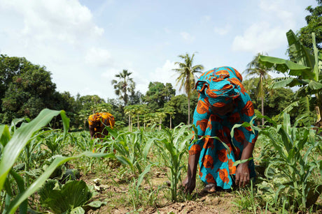 African farmers working in maize fields