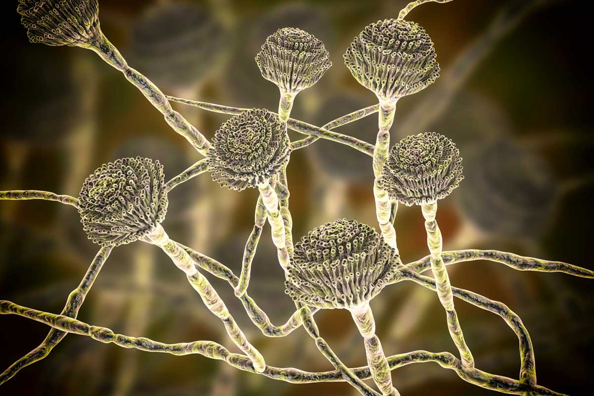 Fungi