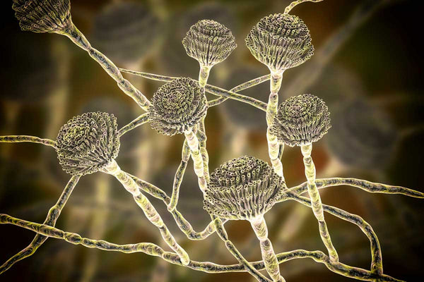 Mycotoxins: The Danger Lurking in our Food?