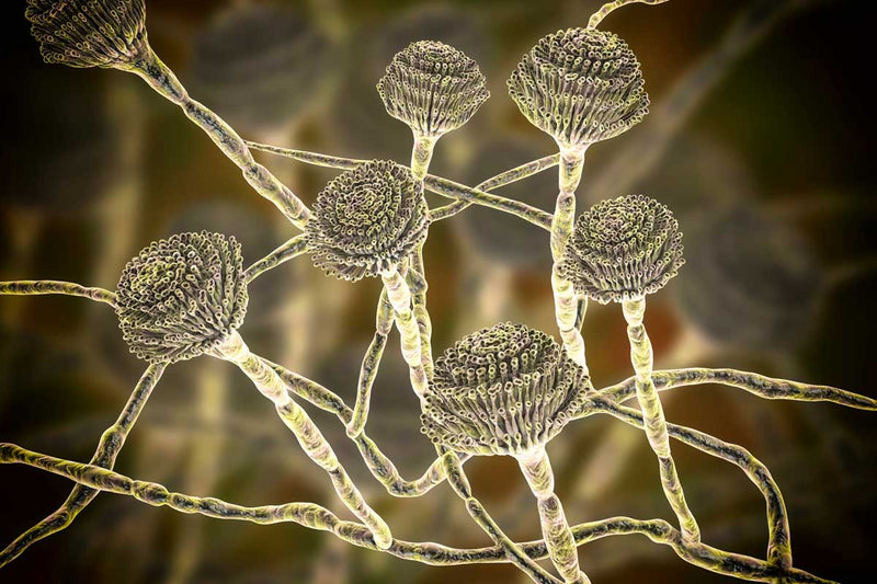 Mycotoxins: The Danger Lurking in our Food?