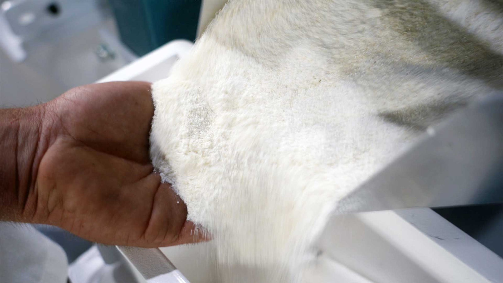 Millers hand with white maize meal