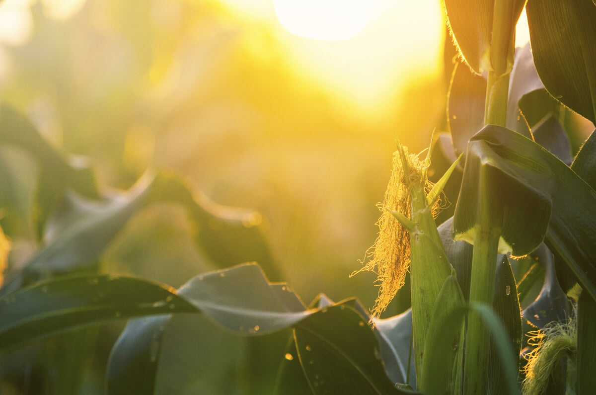 Maize field in late afternoon light, make money from maize in Africa