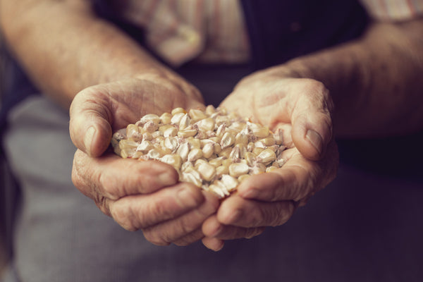 Hands with white maize kernels