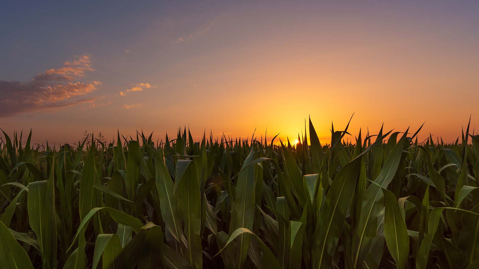 Maize Farm