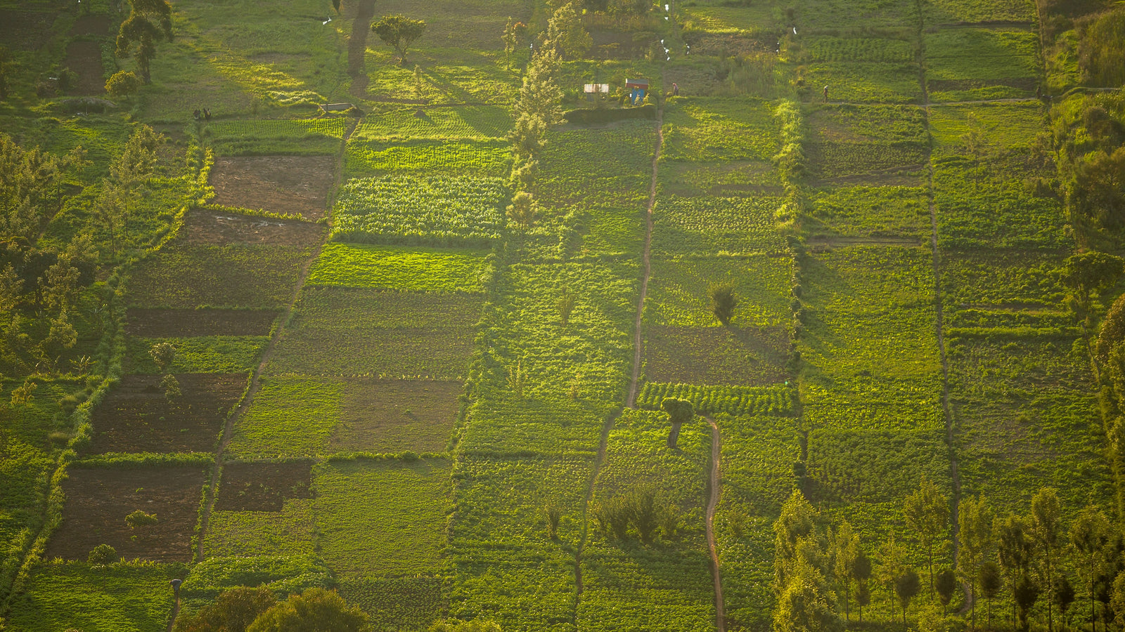 Maize Farm