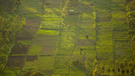 Maize Farm
