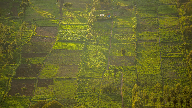 Crop share farming: a way forward for subsistence farmers?