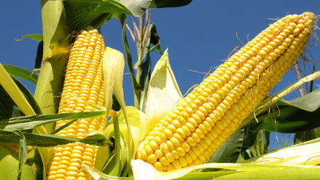 Maize Farm