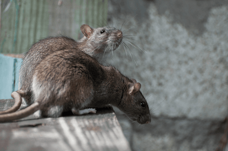 Rodents, birds and safety measures