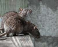 Rodents, birds and safety measures