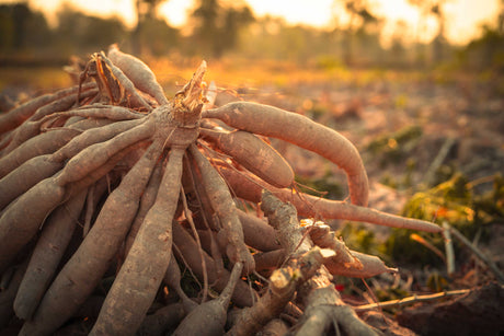 Harvested cassava roots
