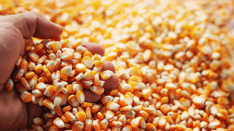 Yellow Corn