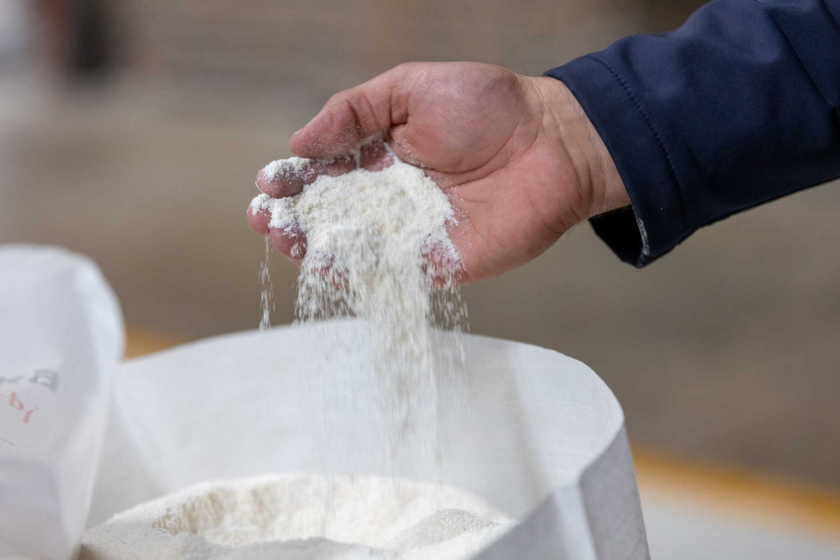 Miller's hand with white maize meal