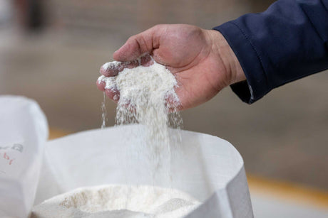 Miller's hand with white maize meal