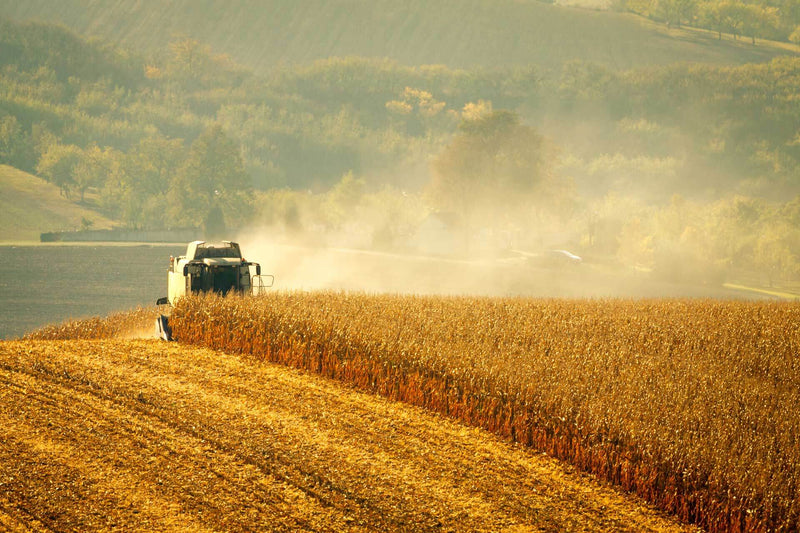 Harvesting maize in South Africa