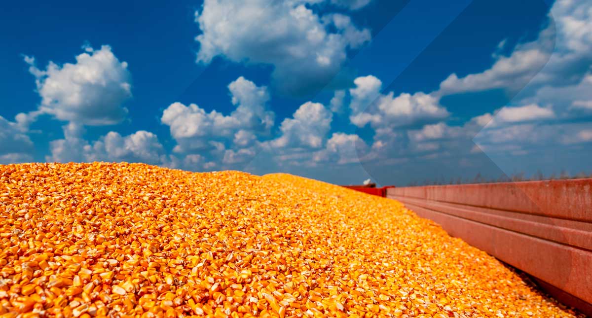 Maize Farming
