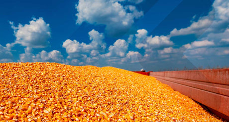 Maize Farming