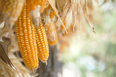 Yellow Corn
