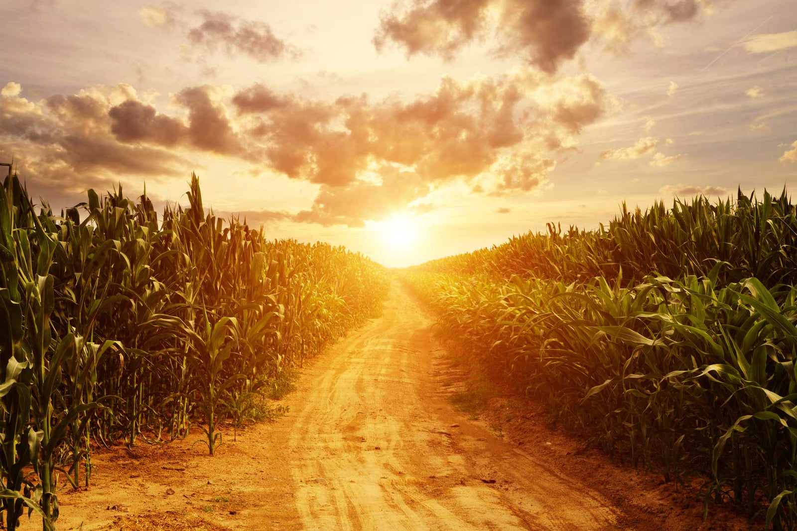Maize field sunset