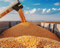 Harvesting maize
