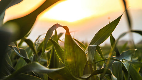 The history of maize