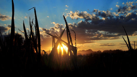Maize Milling Farm