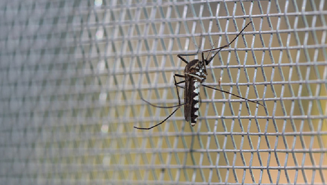 Mosquito on insect screen