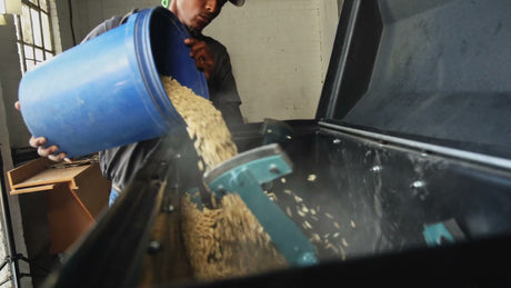 A bucket of maize poured into the Roff 70-litre horizontal batch mixer for conditioning