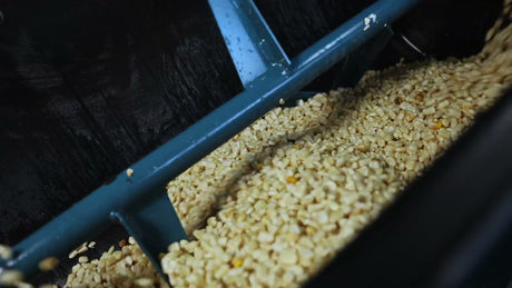 Paddles of the Roff 70-litre horizontal batch mixer lifting and mixing maize