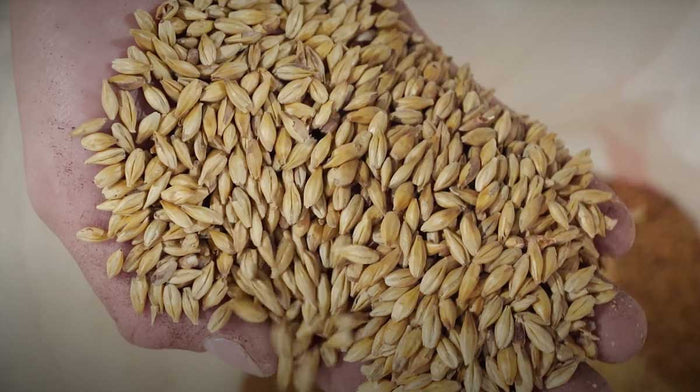 Hand holding barley
