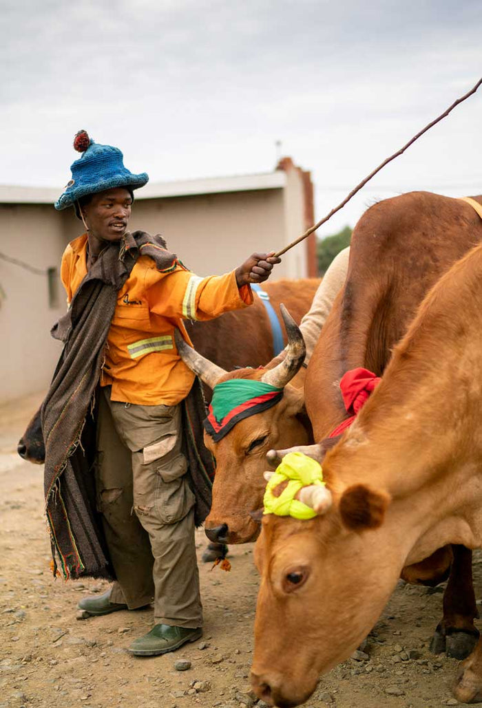 Herdboy with his cattle