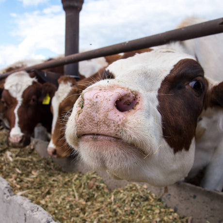 Animal feed