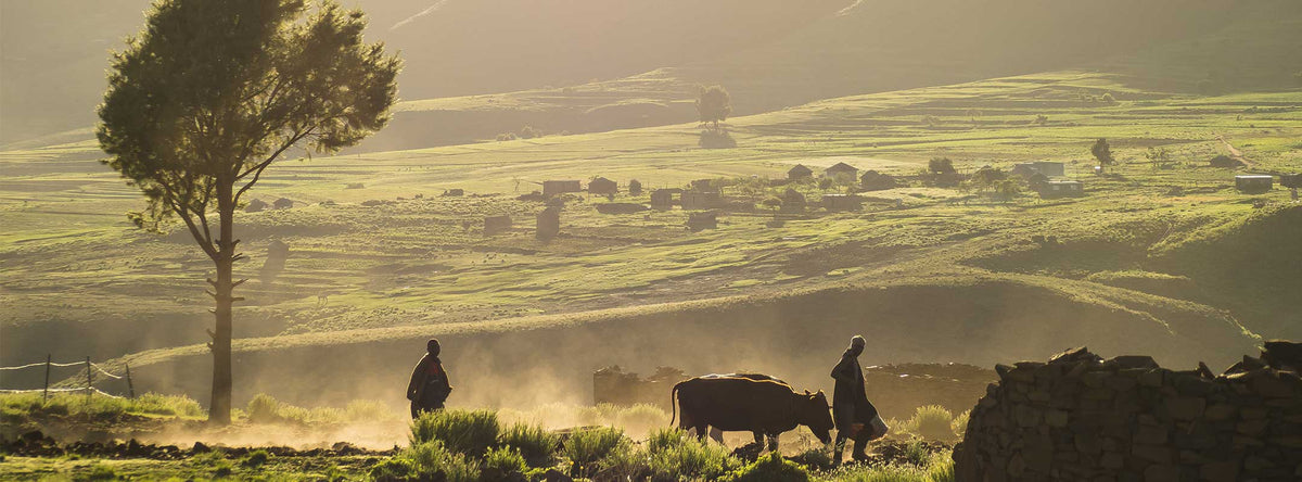 Herdsman with their cattle in rural Lesotho