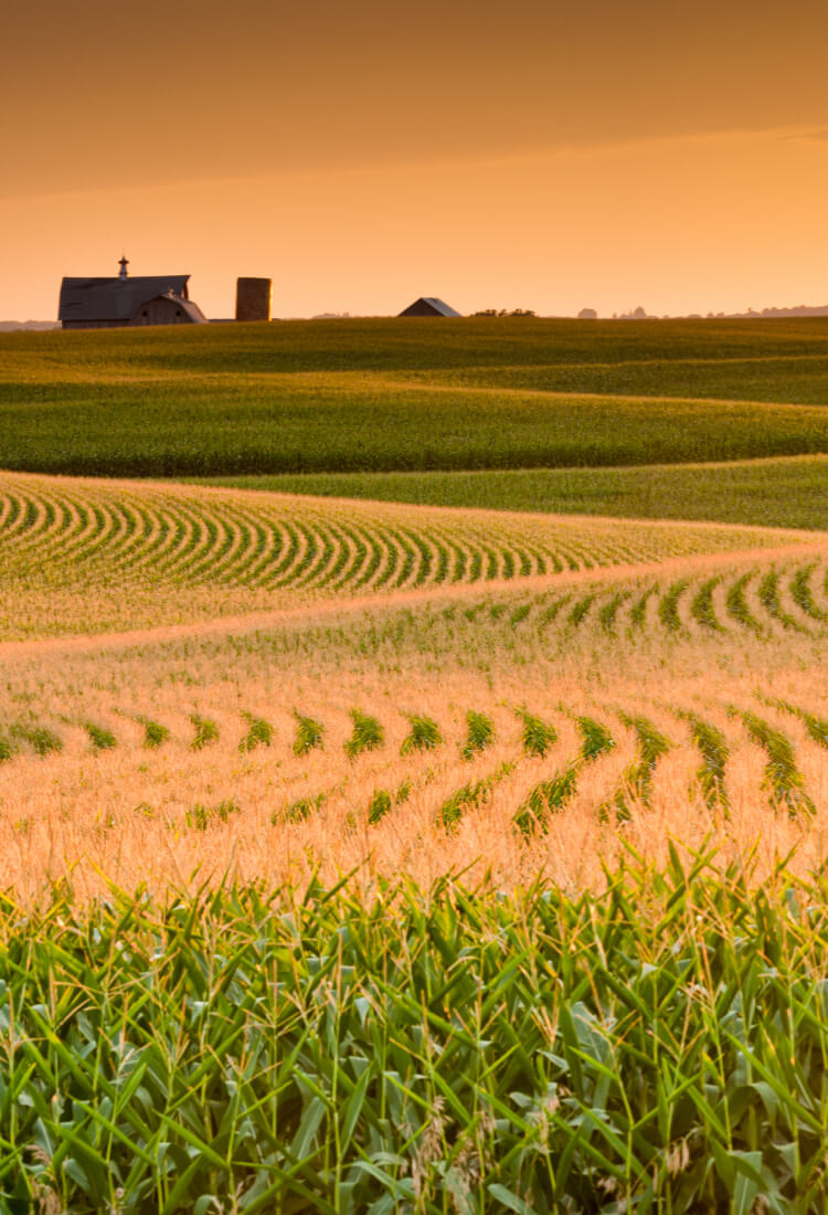 Maize field at dusk