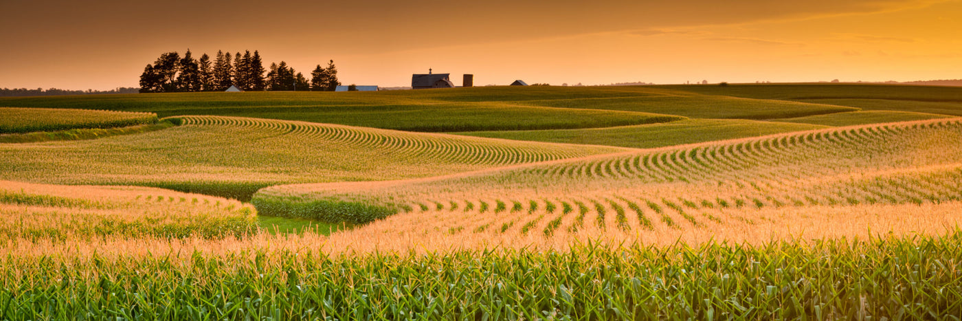 Maize field at dusk