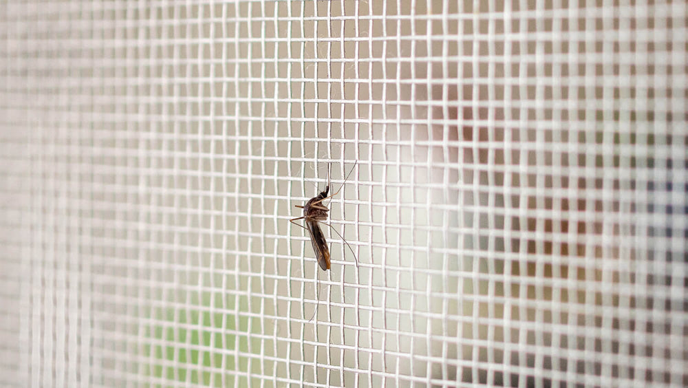 Mosquito on a woven mesh surface