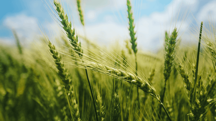 Wheat