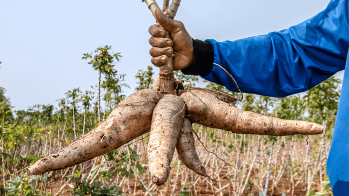 Cassava