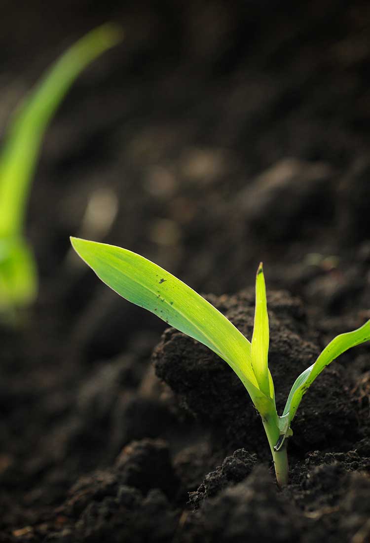 Seedling - start-up businesses are vulnerable to failure