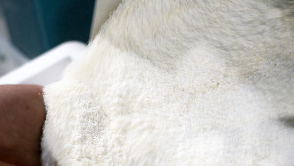 Maize-meal-from-Posho-with-Hand-C0022